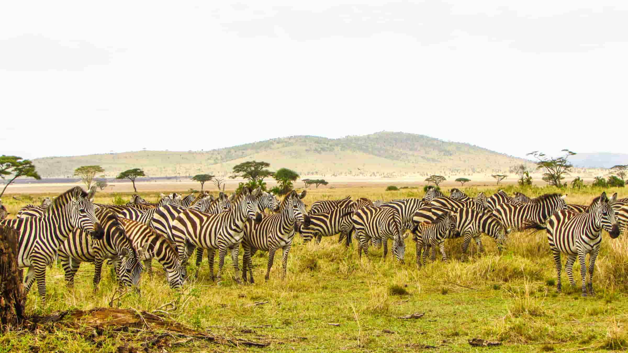 Wildlife Safaris